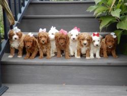 Mini Sheepadoodle Puppies for Sale Ohio at Puppy Love Paradi