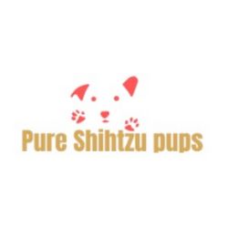 Meet Your Sweet Shih Tzu Puppy 3 Weeks Old Now