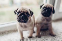 Pug Puppies For Sale In Dehradun