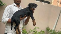 Rottweiler Puppies For Sale In Dehradun