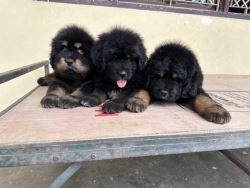 Tibetan Mastiff Puppies For Sale In Dehradun