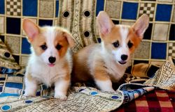 Pembroke Welsh Corgi Puppies For Sale In Surat