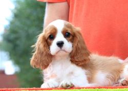 Cavalier King Charles Spaniel Puppies For Sale In Surat