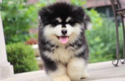 Alaskan Malamute Puppies For Sale In Surat