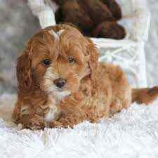 Goldendoodle Puppies For Sale In Surat