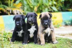 Belgian Malinois Puppies For Sale In Surat