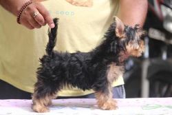 Yorkshire Terrier Puppies For Sale In Surat