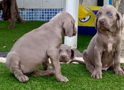 Weimaraner Puppies For Sale