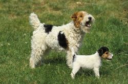 Fox Terrier Wire Puppies For Sale In Surat