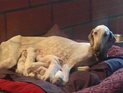 Mudhol Hound Puppies For Sale In Surat