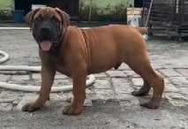 Boerboel Puppies For Sale In Surat