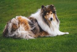 Rough Collie Puppies For Sale In Surat