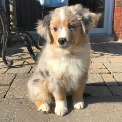 Australian Shepherd Puppies For Sale In Surat