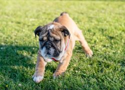 British Bulldog Puppies For Sale In Surat