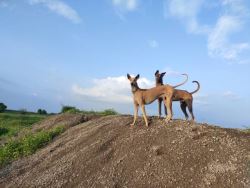 Greyhound Puppies For Sale In Surat