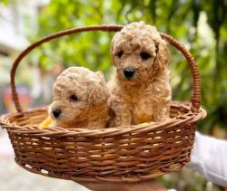 Poodle Puppies in Pune