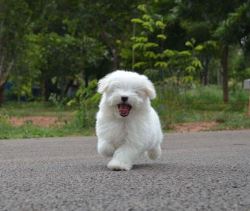 Maltese Puppies in Bangalore