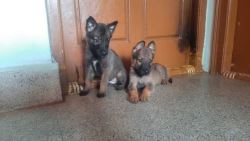 Belgian Malinois Puppies in Bangalore