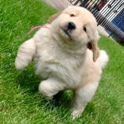 Golden Retriever Puppies Ready To Go