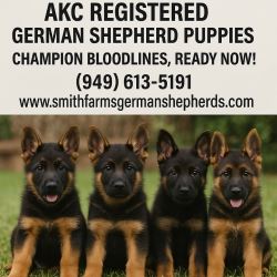AKC Registered German Shepherd Puppies – Champion Bloodlines