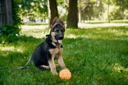Healthy Male German Shepherd Puppy for Sale – SmithFarms Ger