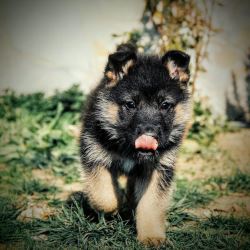 Purebred Male German Shepherd Puppy for Sale