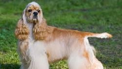 buying a cocker spaniel puppy | buy cocker spaniel online fo