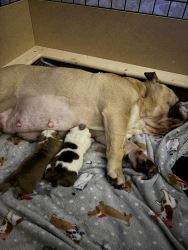 Two beautiful male and female English Bulldogs are ready for