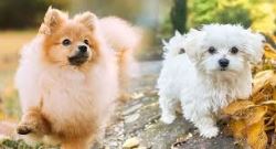 Adorable and Healthy Pomtese Puppies for Sale Near You