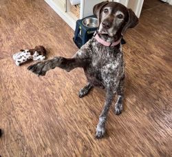 Best Calming, CBD & Joint Supplements for Dogs – Stella's SA