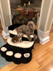 Premium Quality Small Dog Ramps | Easy Climbing for Tiny Paw