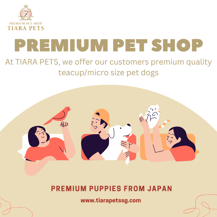 Teacup Puppies for Sale in Singapore - Tiny Breeds, Big Hear