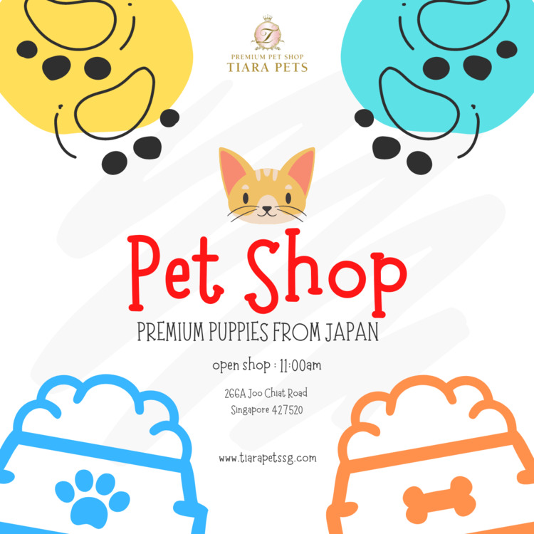 Toy Poodle Puppies for Sale in Singapore - Adorable Toy Poo