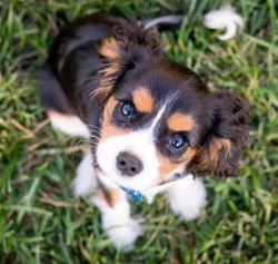 Miniature and Teacup Puppies for Sale at Up & Away Pups