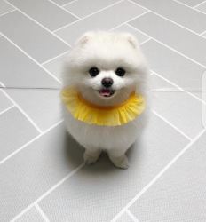 Pomeranian puppies for sale