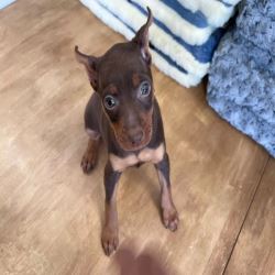 Miniature Pinscher Puppies for Sale 