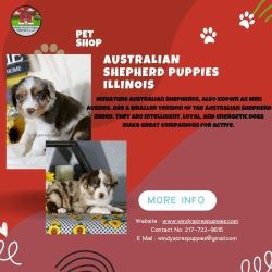 Australian Shepherd Puppies in Illinois – Ready for Adoption