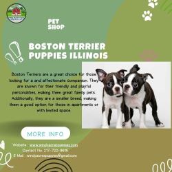 Boston Terrier Puppies for Sale – Cute & Healthy!