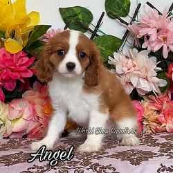 Cav Puppy 