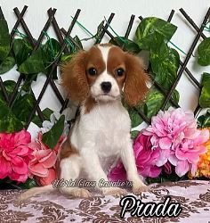 Ruby King Charles Spaniel 