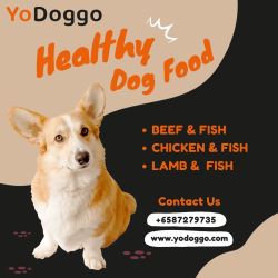 Yodoggo - Your Source for Expert Pet Care Tips and Products