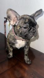 Lina Female Frenchie